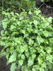 Hylotelephium populifolium