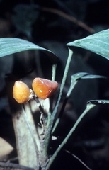 Dracaena praetermissa
