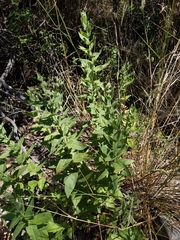 Pycnanthemum californicum