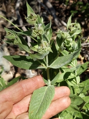 Pycnanthemum californicum