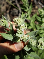 Pycnanthemum californicum