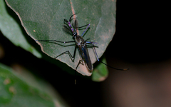 Toxorhynchites rutilus