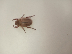 Amphimallon solstitiale