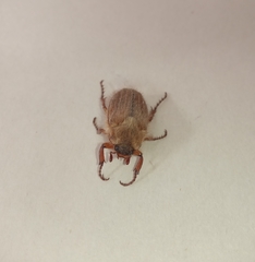Amphimallon solstitiale