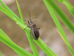 Hygia lativentris