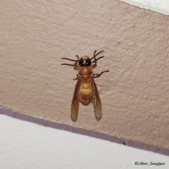 Provespa barthelemyi