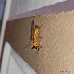 Provespa barthelemyi