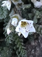 Polemonium pulcherrimum shastense