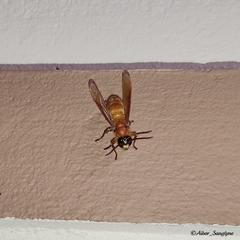 Provespa barthelemyi