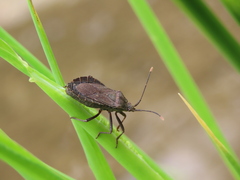 Hygia lativentris