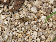 Aphrophora intermedia