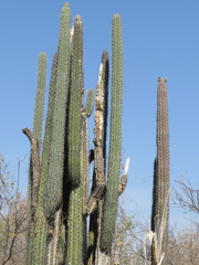 Lemaireocereus hollianus