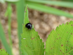 Coptosoma scutellatum
