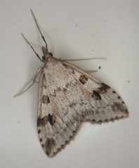 Udea washingtonalis