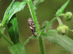 Aphrophora intermedia