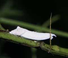 Crypticerya genistae