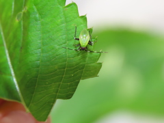 Adelphocoris triannulatus