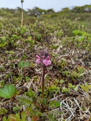 Pedicularis ornithorhynchos