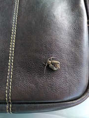 Mesosa curculionoides