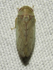 Polana quadrinotata