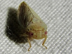 Polana quadrinotata