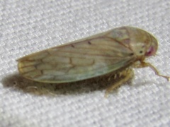 Polana quadrinotata