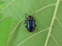 Gastrolina thoracica