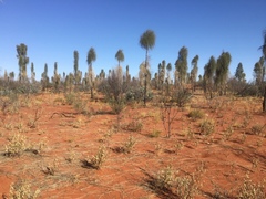 Allocasuarina decaisneana