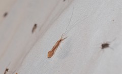 Triaenodes marginatus