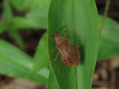 Homoeocerus dilatatus
