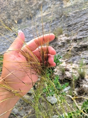 Stipa juncea