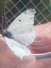 Anthocharis lanceolata