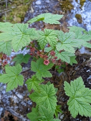 Ribes laxiflorum