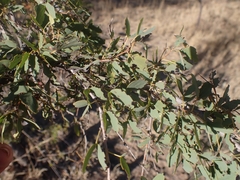 Lysiphyllum cunninghamii