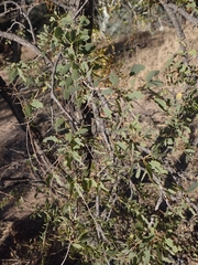 Lysiphyllum cunninghamii