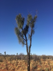 Allocasuarina decaisneana