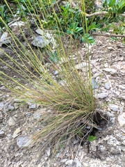 Stipa juncea