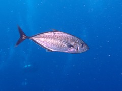 Craterognathus plagiotaenia