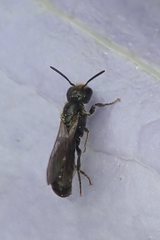 Foveosmia