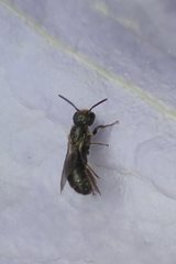 Foveosmia