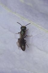 Foveosmia