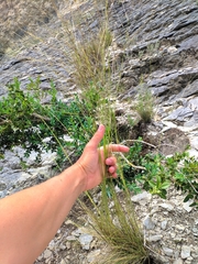 Stipa juncea