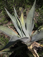 Agave durangensis