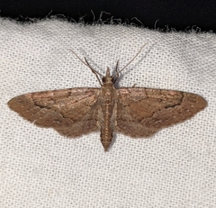 Eupithecia unicolor