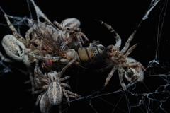 Stegodyphus sarasinorum