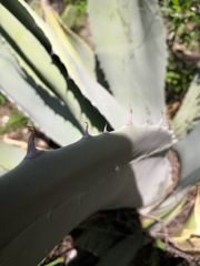 Agave durangensis