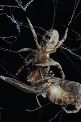 Stegodyphus sarasinorum