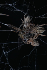 Stegodyphus sarasinorum