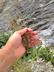 Stipa juncea
