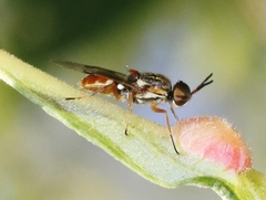 Euparyphus